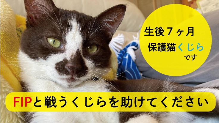 FIPと戦うくじらをどうか助けてください