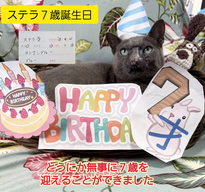 今日はステラの７歳の誕生日でした。