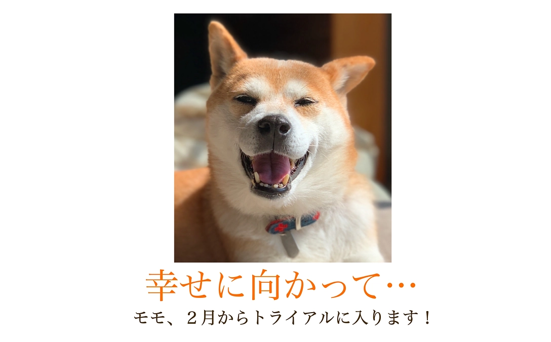 なかなか御縁のなかったモモ🐕2月にトライアル予定！