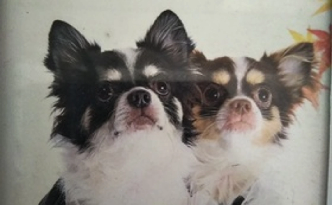 シータを元気に①