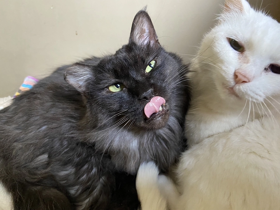 モサ正式譲渡が決まりました！