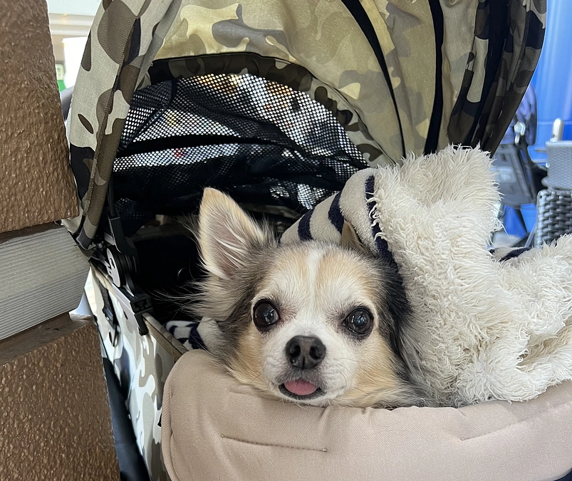 ぽこの手術を終えて