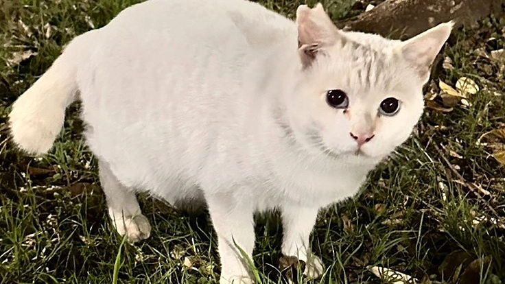 野良猫ちゃんのTNRとご飯代の支援をお願いします。