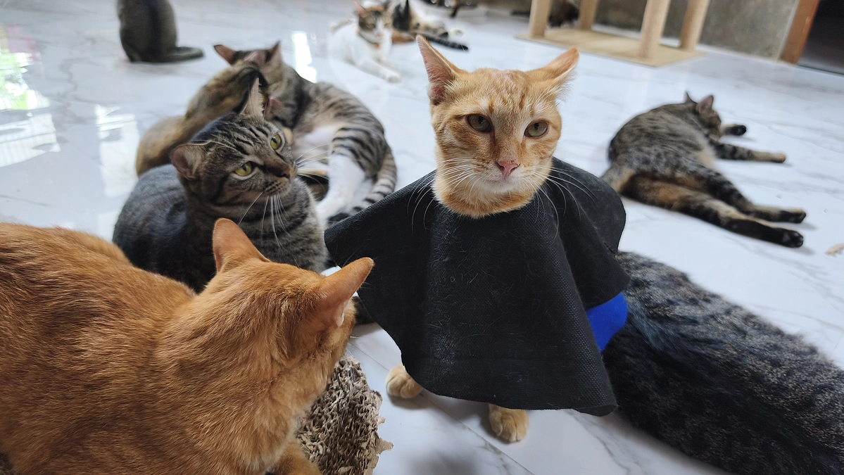 本日最終日です。