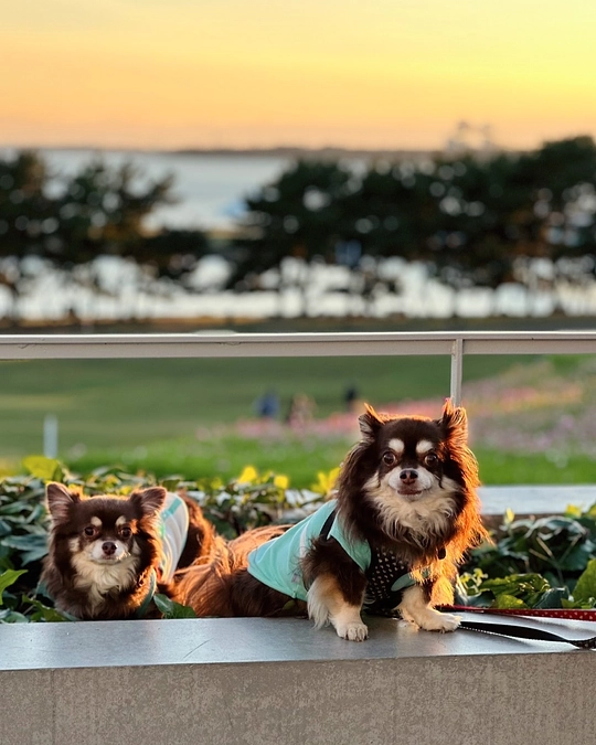 栗ちゃん　７歳になりました♥️♥️