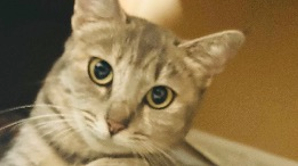 グレーテルがご飯を食べる時頭を振ります