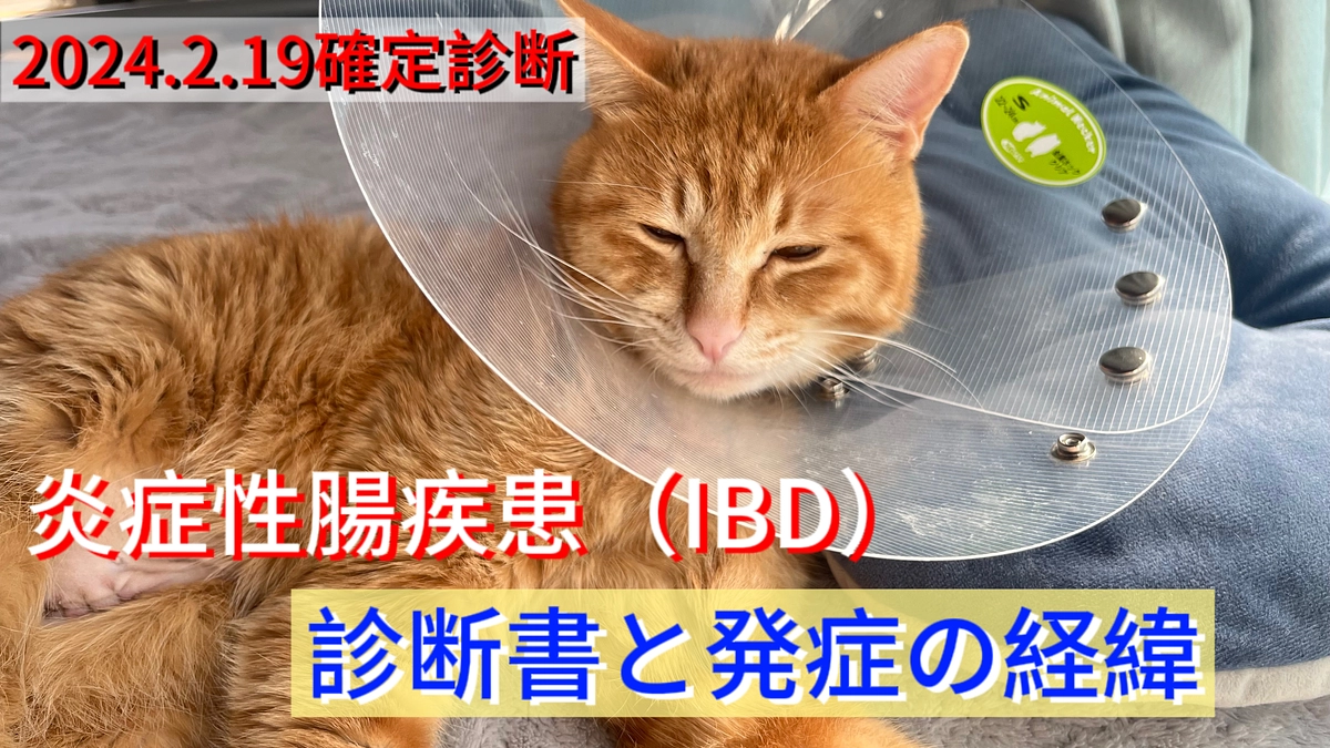 炎症性腸疾患（IBD）：診断書と発症の経緯の概要