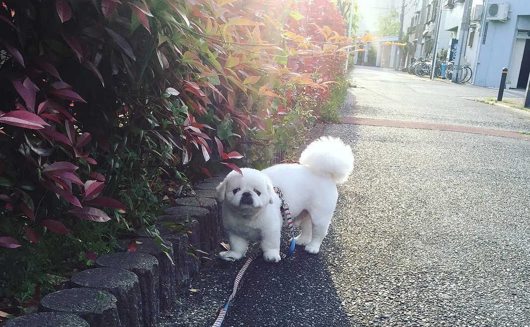 コタへのご支援２