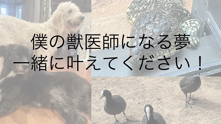 国際獣医師になるため、オーストラリア留学への一歩を応援してください