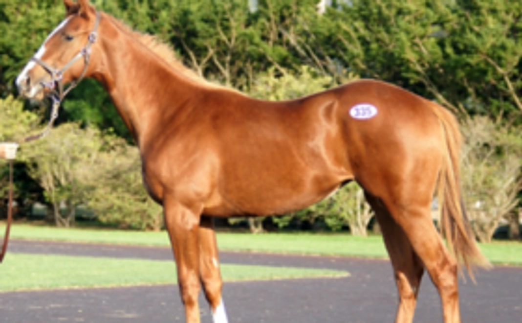 一緒に4頭の命を繋げ、競走馬にするまでを応援!