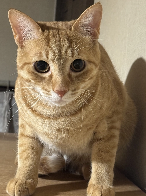 《19匹目》暴れん坊3兄妹チャチャちゃん【猫紹介】