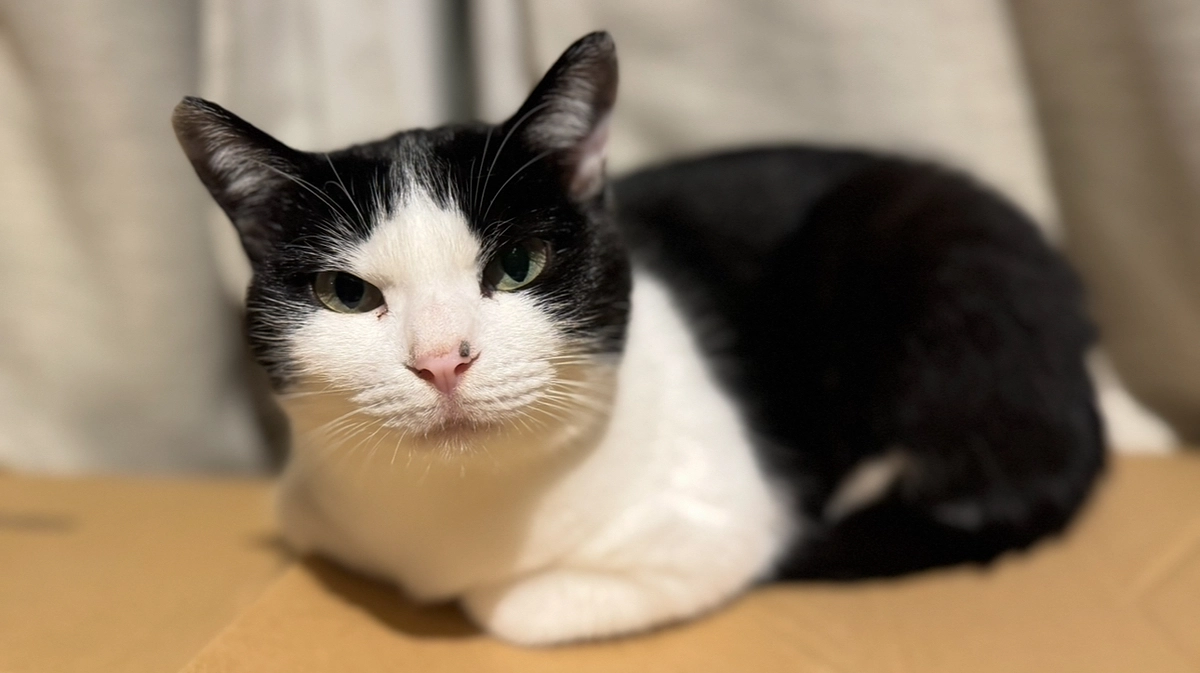 アテネ、ハイタッチ！