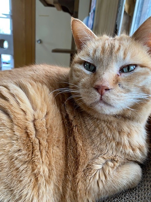 【シェルターNEWS】2023年1月から6月までの振り返り