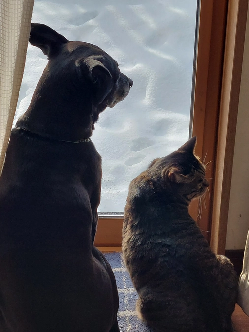 残り１６日となりました。同居猫テディも頑張っています