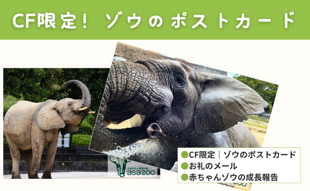 CF限定！【グッズで応援】ゾウのイラスト・写真入りポストカード