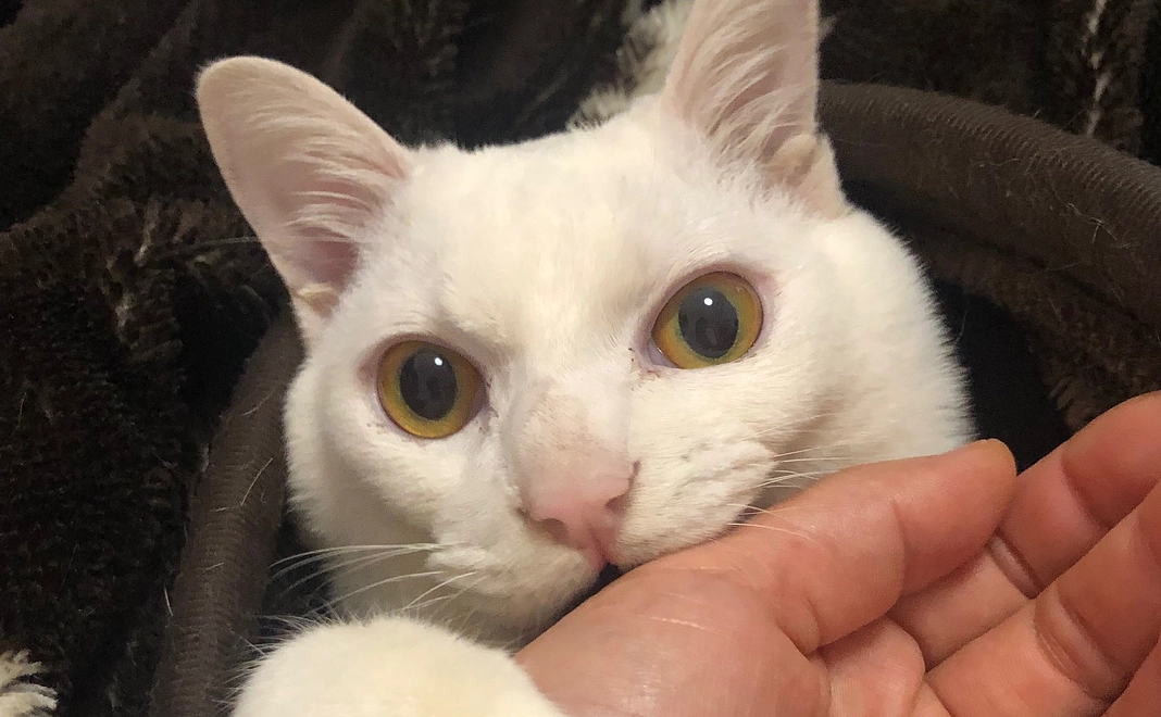 ハピ太郎応援ありがとう1000