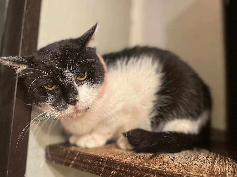 なぜにゃんこ亭に猫庭が必要なのか。看取り覚悟の子に優しい環境を。