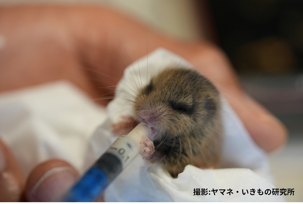 🌿ヤマネ保育日誌③🌿