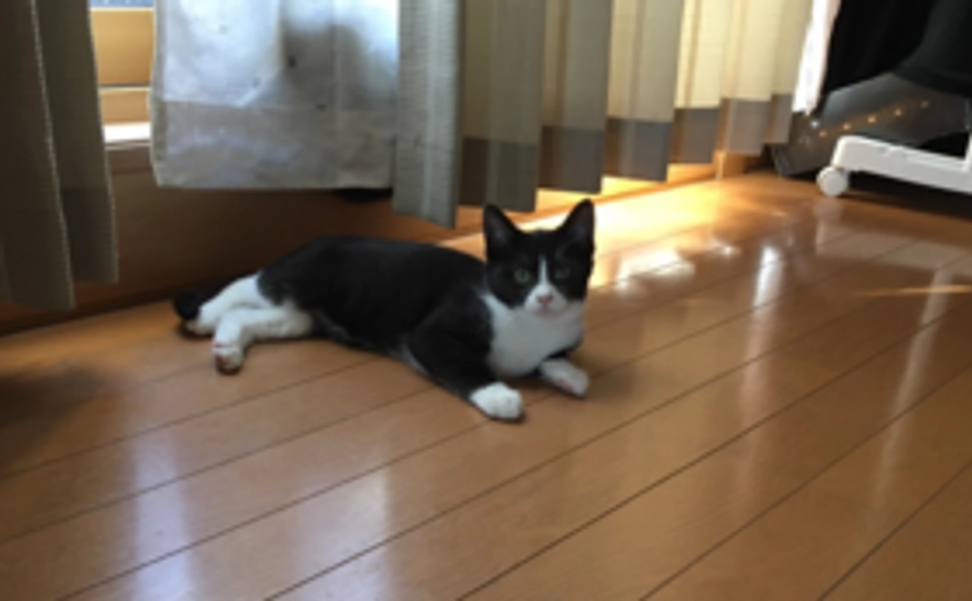 ずっとのおうちへ！3000円