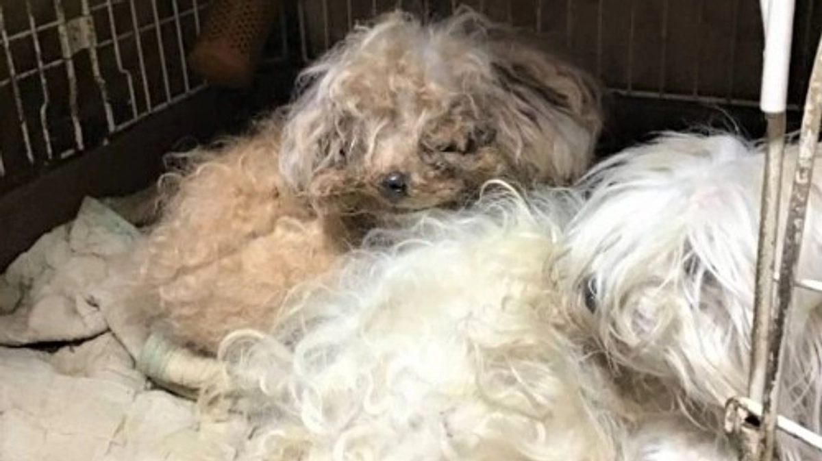 高齢者と暮らし、放置された犬たちのその後。相葉君にトリミングされ、里親さんの所に行き、幸せになるも…