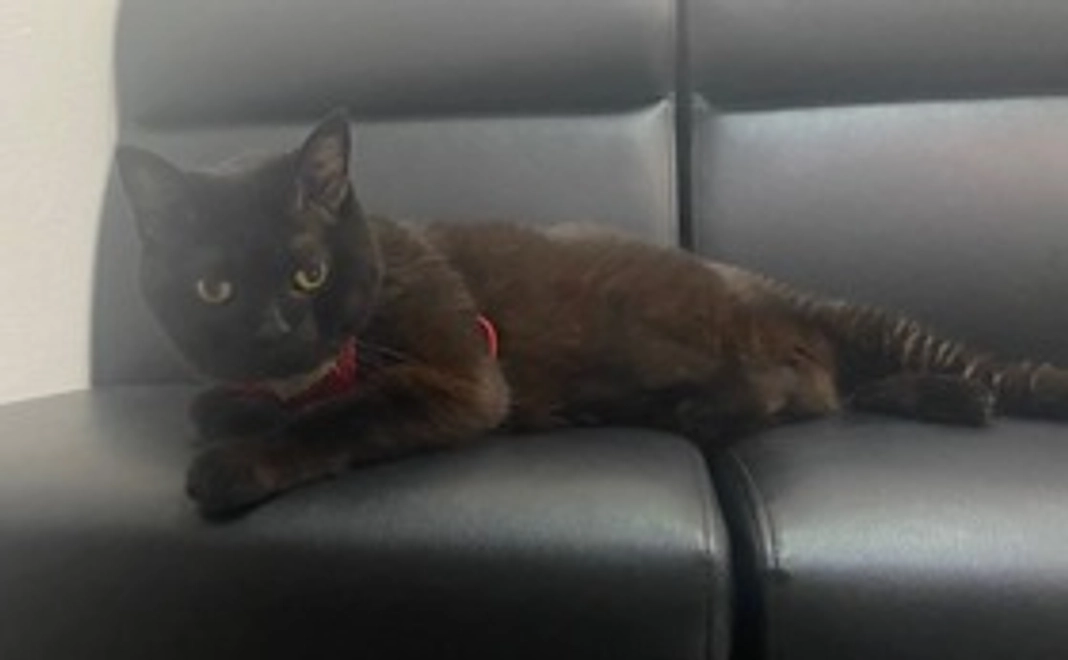 ノアさん頑張れコース