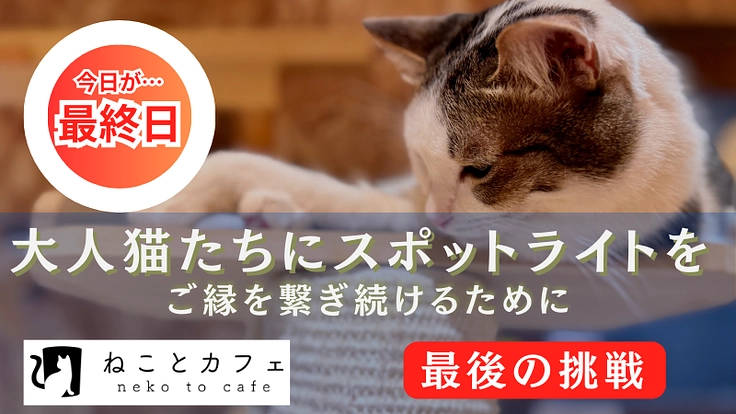 最後の挑戦！大人猫たち中心の“保護猫カフェ”で譲渡を増やしたい！
