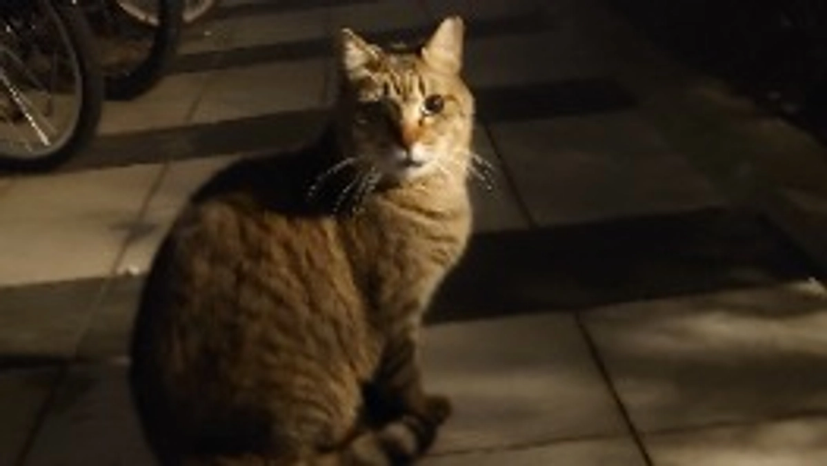 連日サビちゃんを探しています。