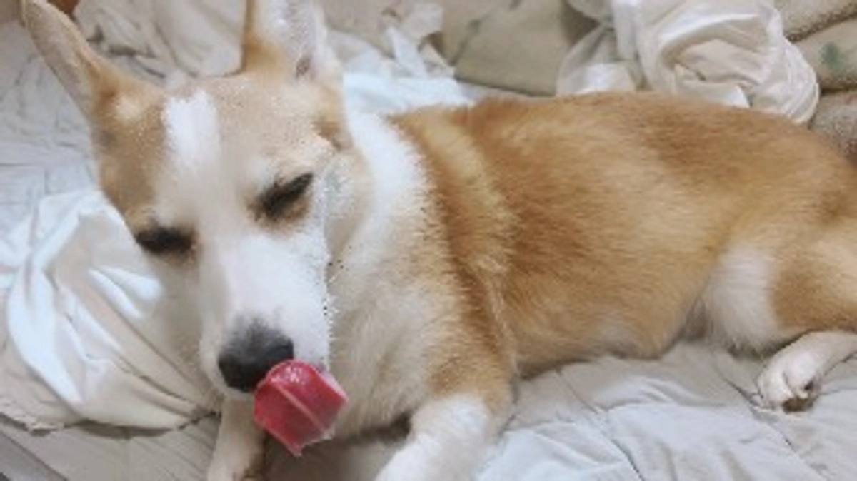 ルウちゃん体調戻りました！