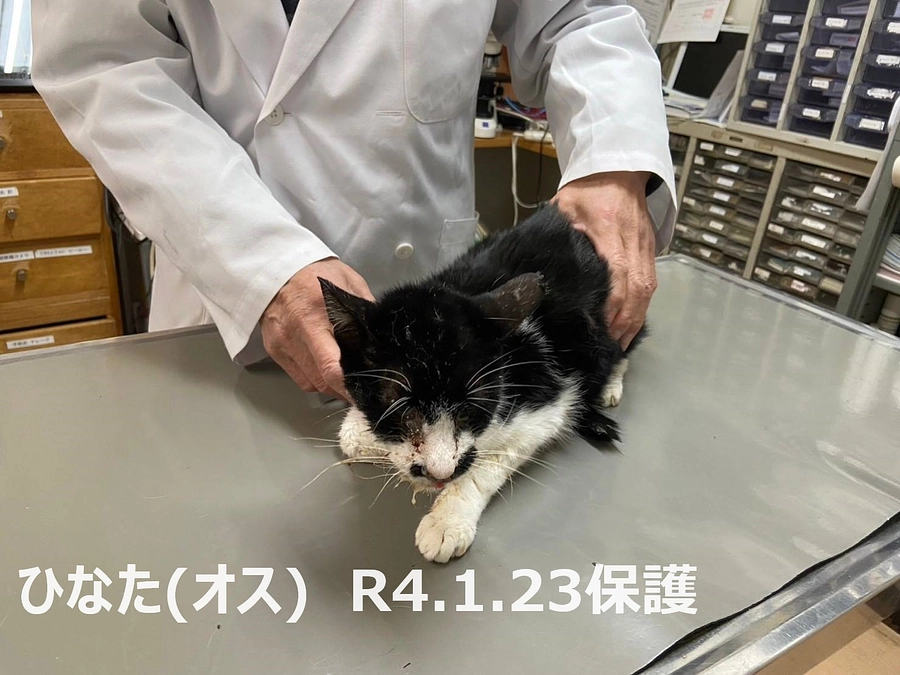 ひなたを病院へ連れていきました