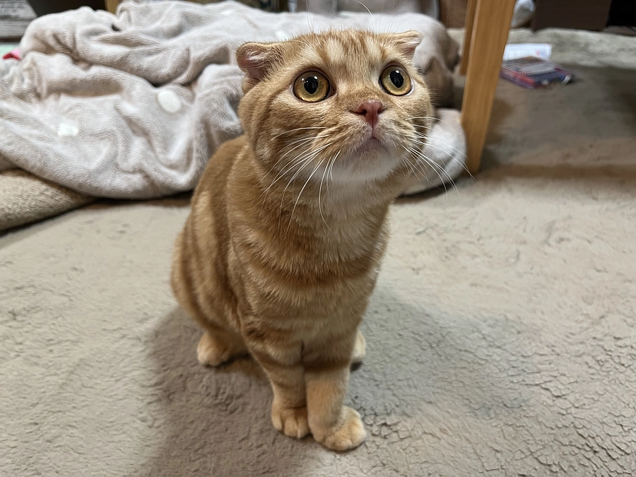 大きくなったふう