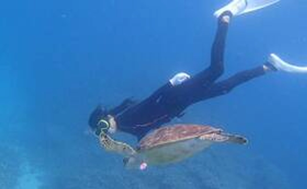 お礼のメッセージ、ご希望の方に動画配信や数秘で出したマイナンバーによるゴーヤちゃん永久特別会員に登録