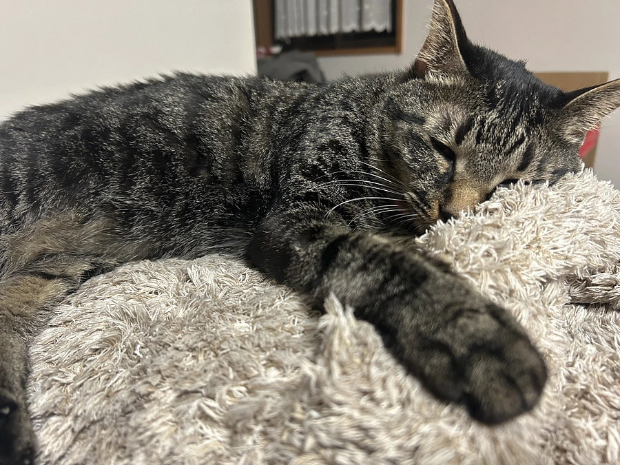 やっぱり膿が。