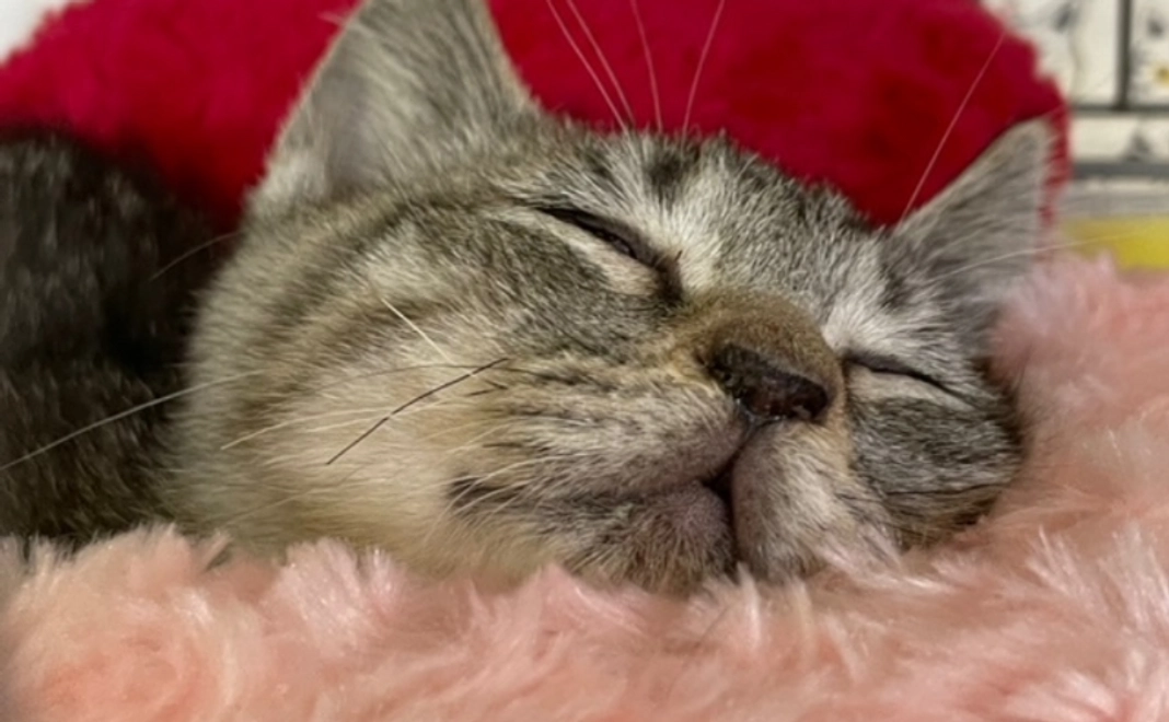 お気持ち支援｜3千円