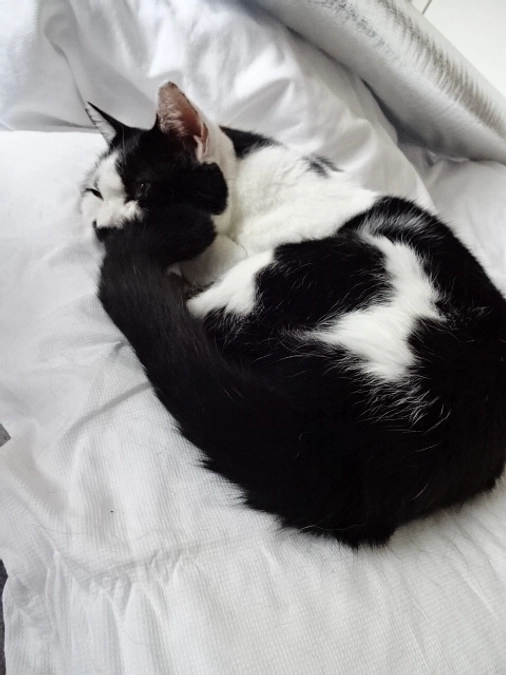 diary Vol.65　ふうちゃん、投薬記。