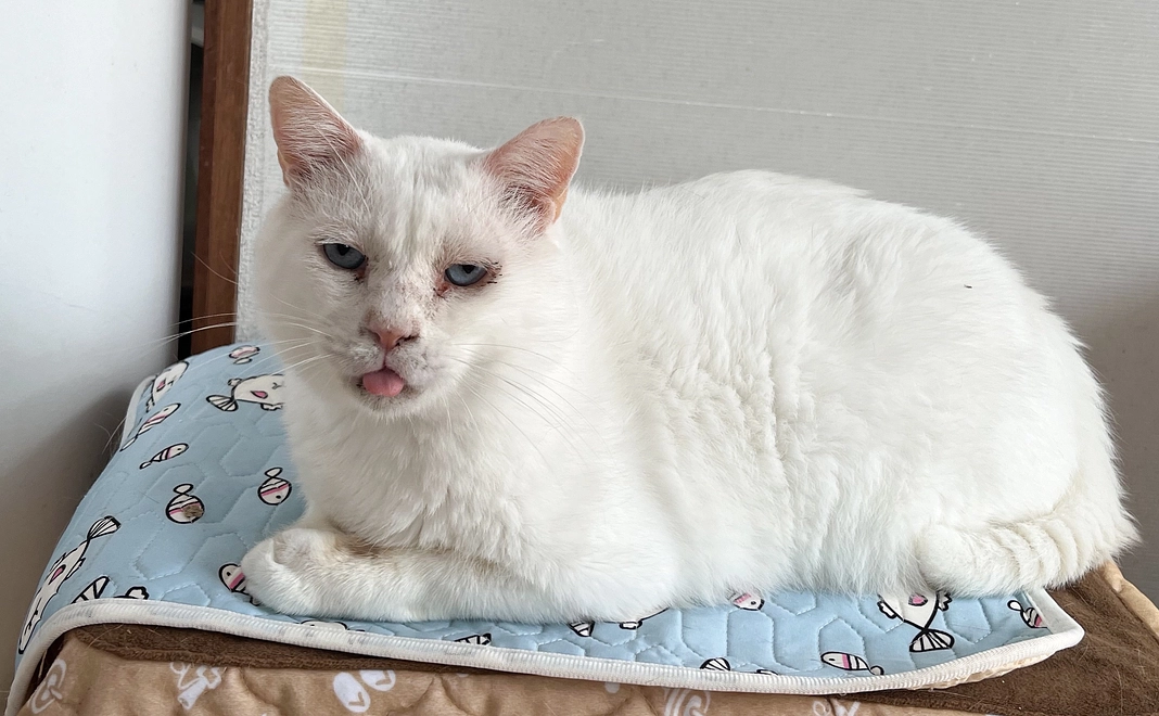 リターンなしコース50,000円