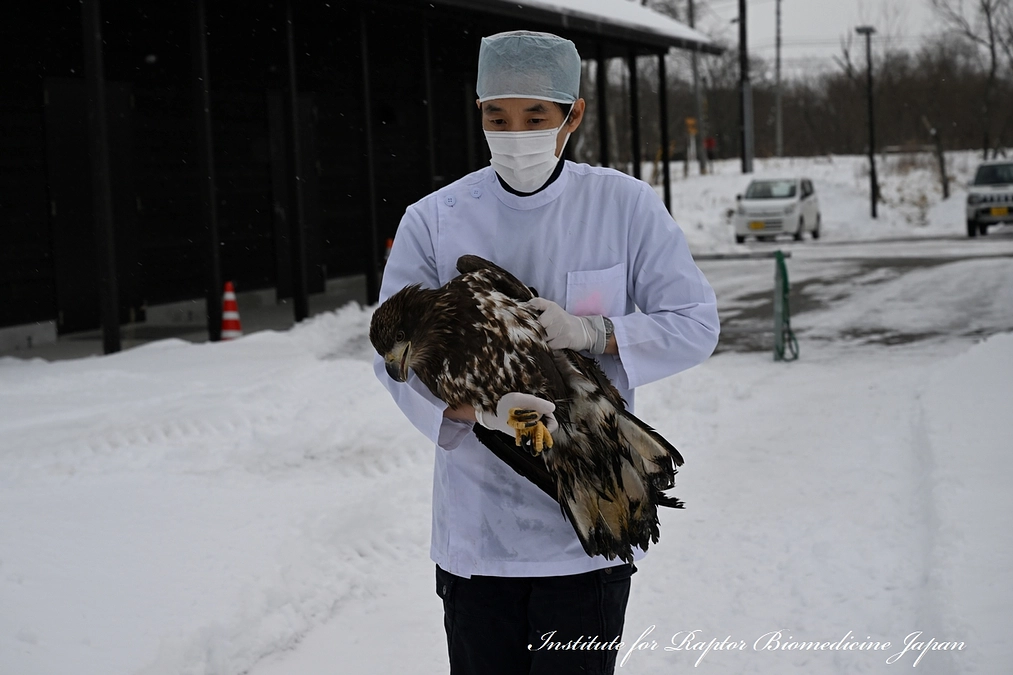 鳥インフルエンザのオジロワシが完治しました