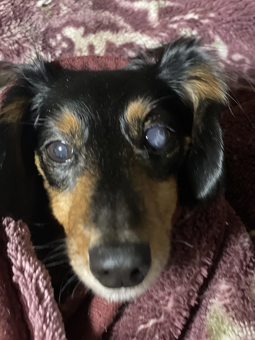 4月9日　いつものクゥ