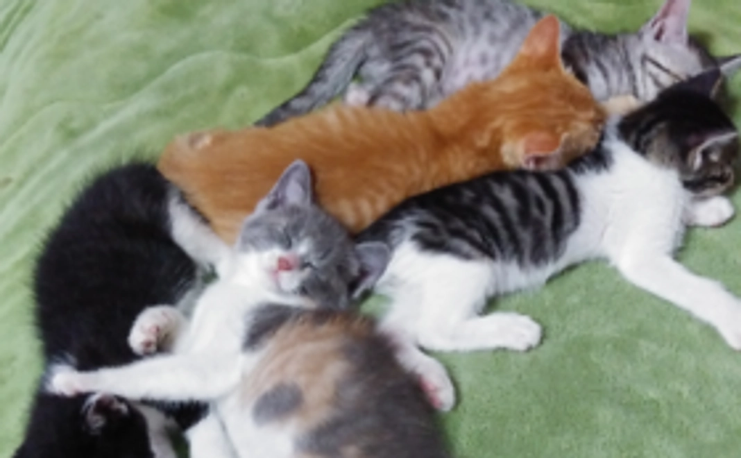 これからの仔猫の幸せのために（リターン不要）