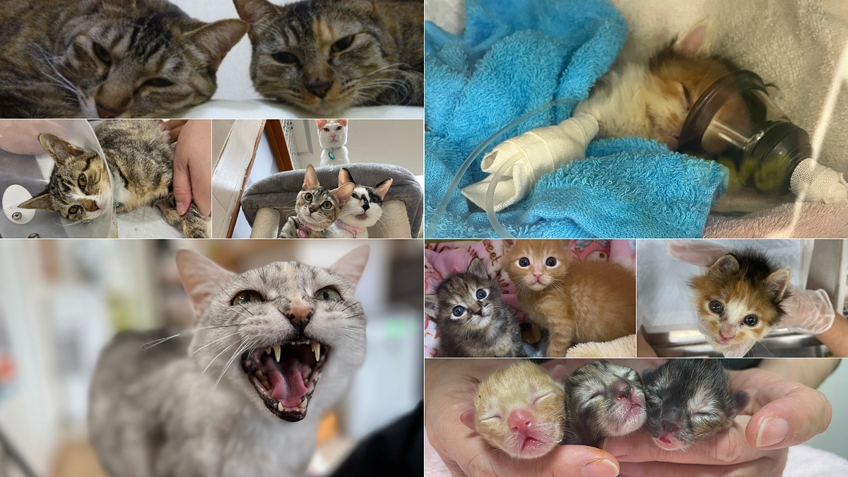 挑戦を重ねたことで