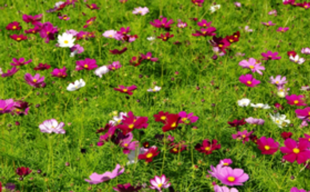 《花配りプロジェクト「ハナクバ」を支援！》お花で200人を笑顔に！