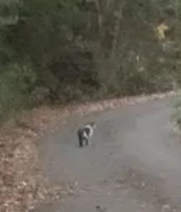 まだTNRできていない３匹