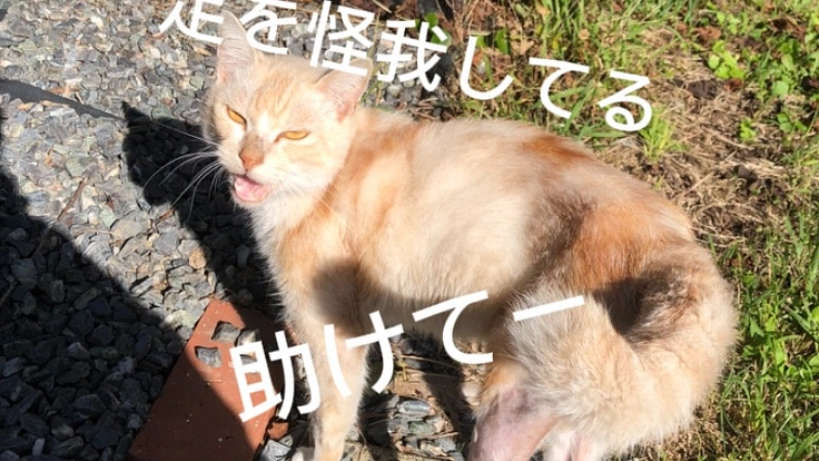 糸島で出会った捨て猫、きなこを助けたい！手術費用をみんなで応援！