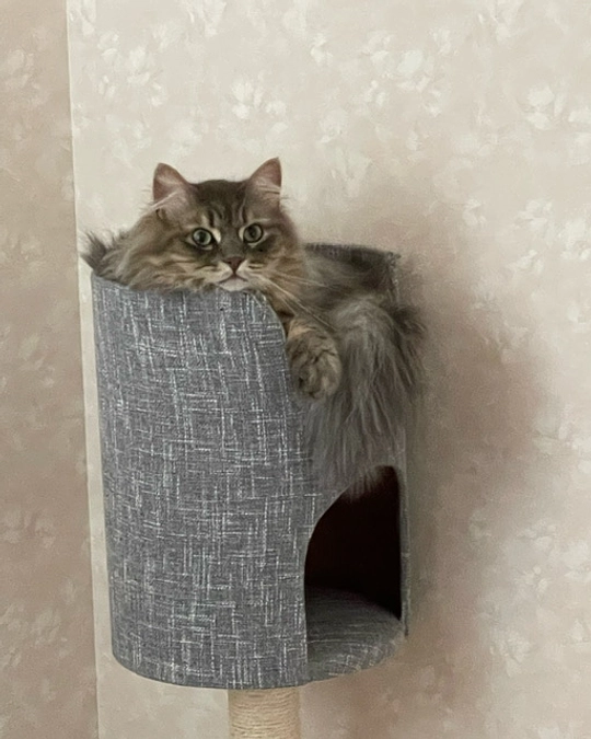 寛解後のベルちゃん🍀