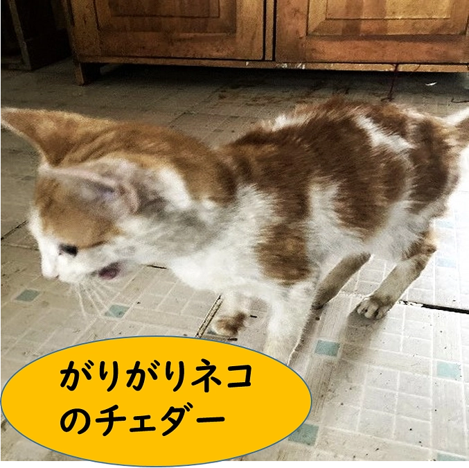 サンクチュアリのネコ：がりがりのチェダー