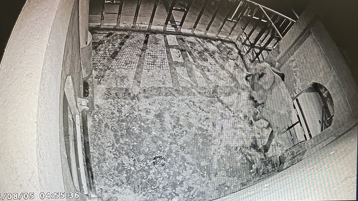 【ご報告】ホルモン測定装置の結果と妊娠日数について