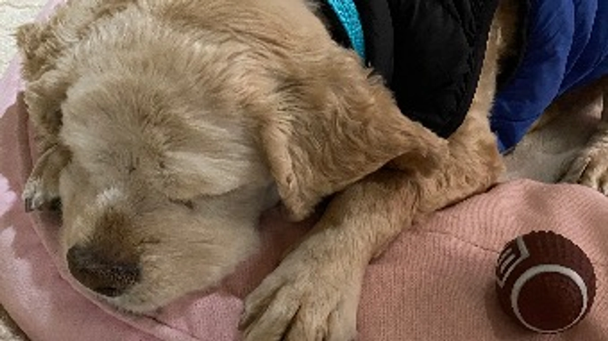 皆様へ再度のお願いです！あと11日です、12万7000円不足しています！応援お願い致します！