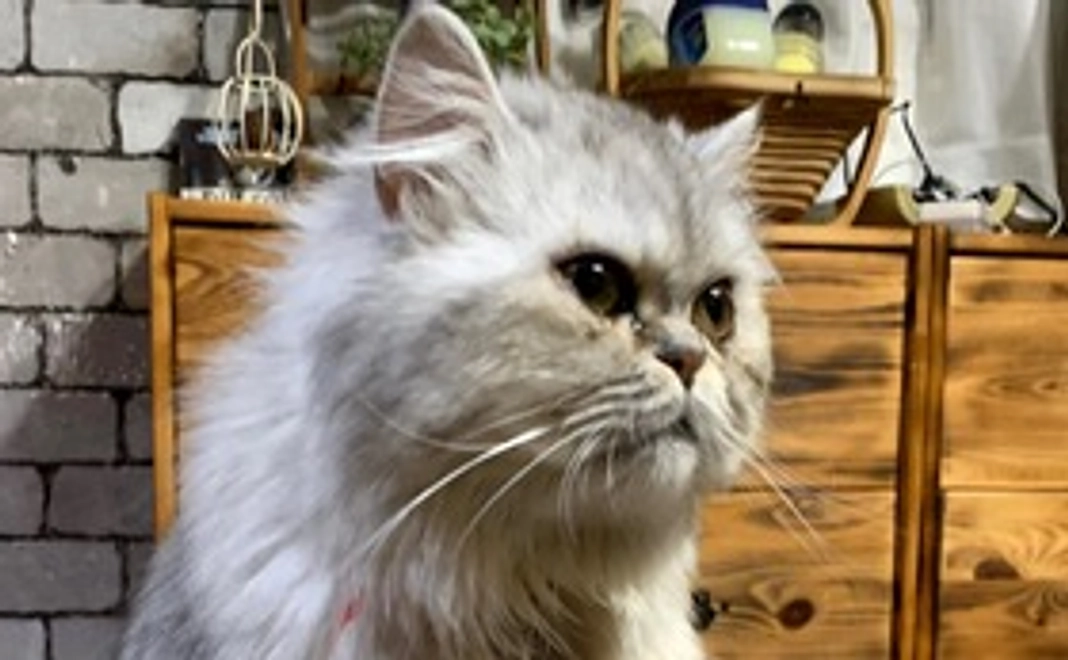 メイの応援サポート500(リターン不要)