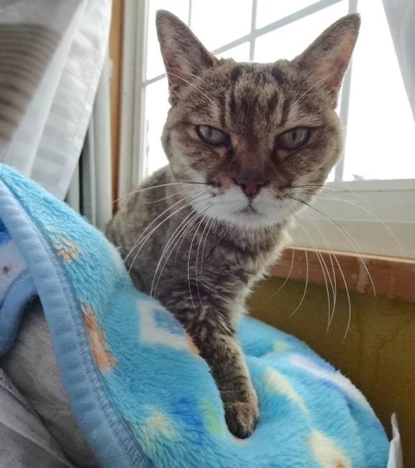 diary Vol.64　しまちゃんの腎不全。