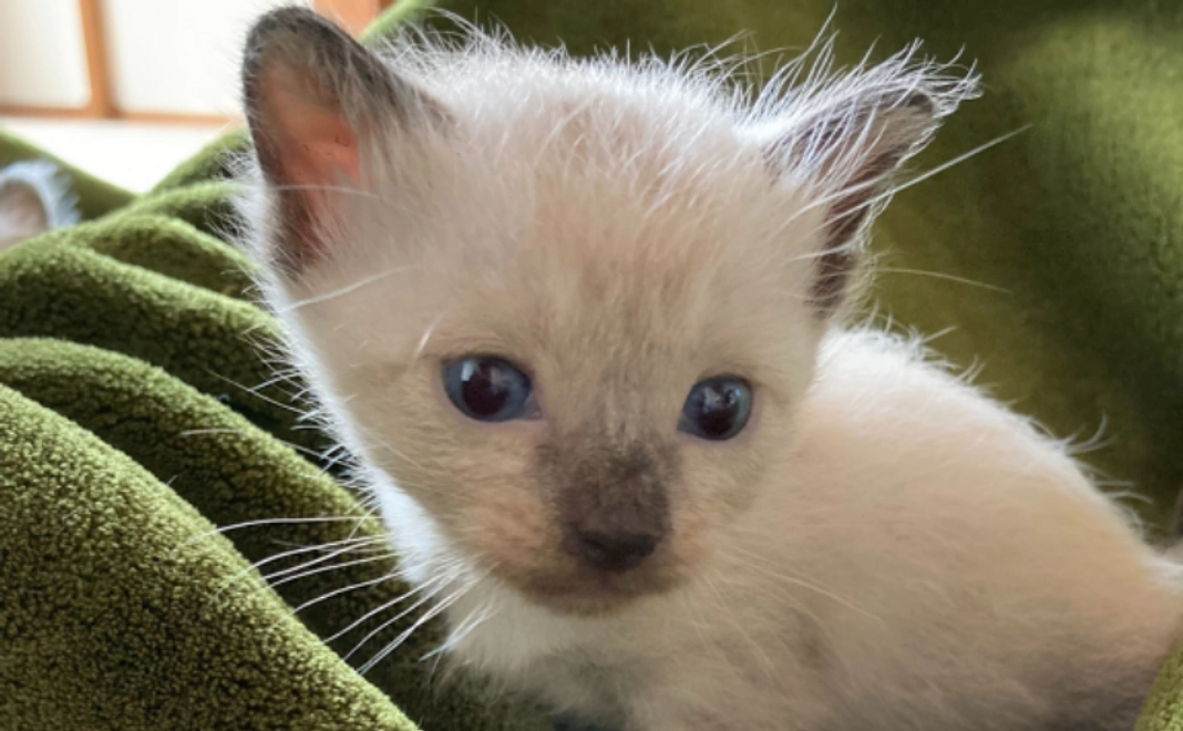 【リターン不要】全力応援コース｜3千円