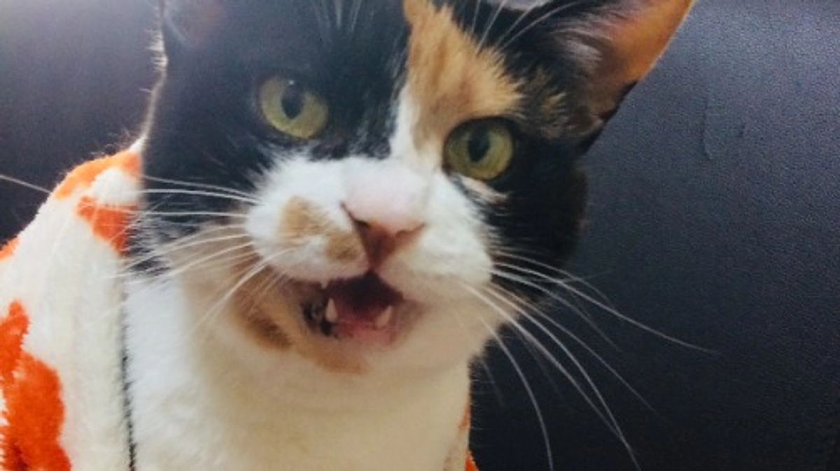 ■活動報告_11：「代理支援」受領のご報告と「代理支援」のご案内